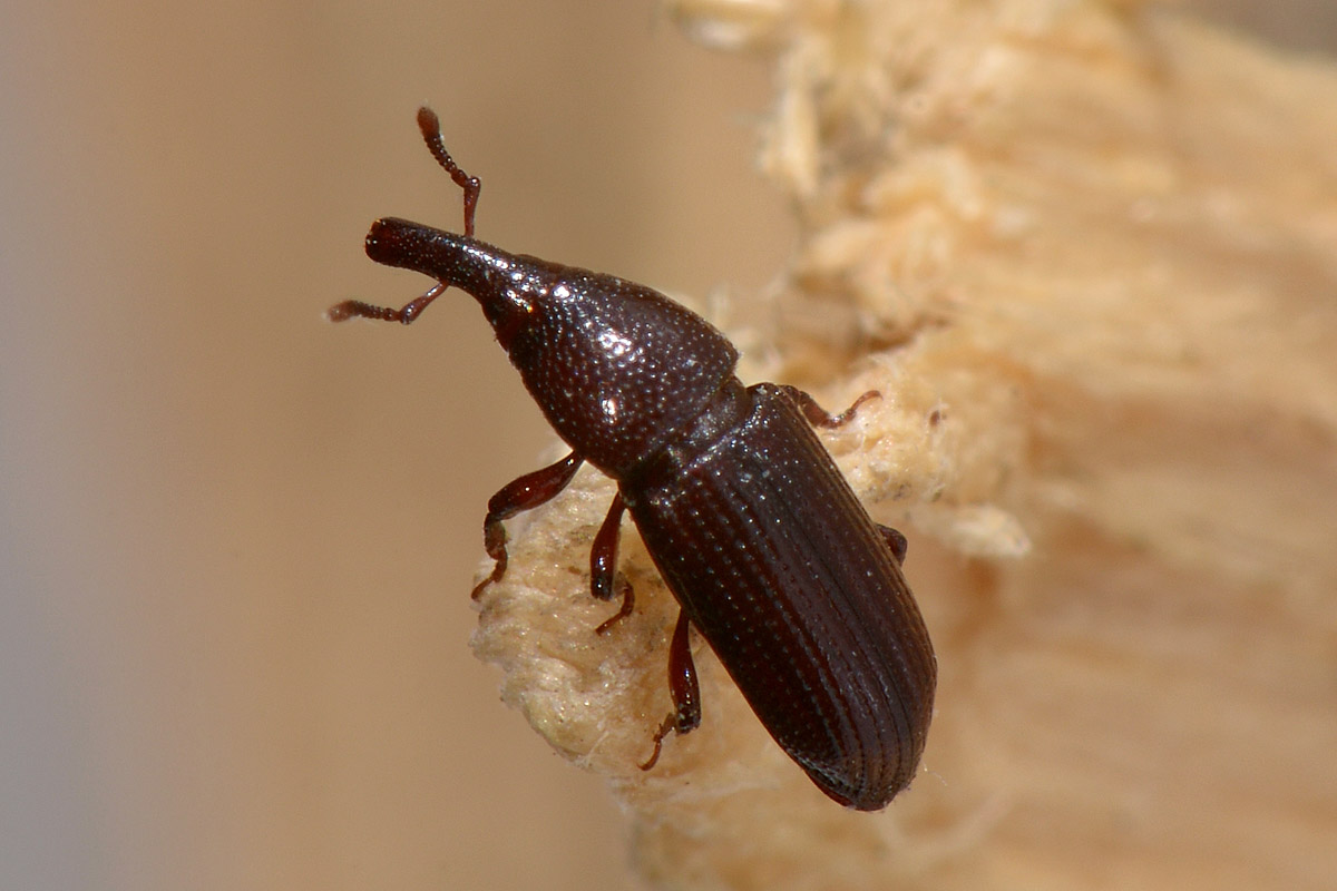 Melicius gracilis - Curculionidae